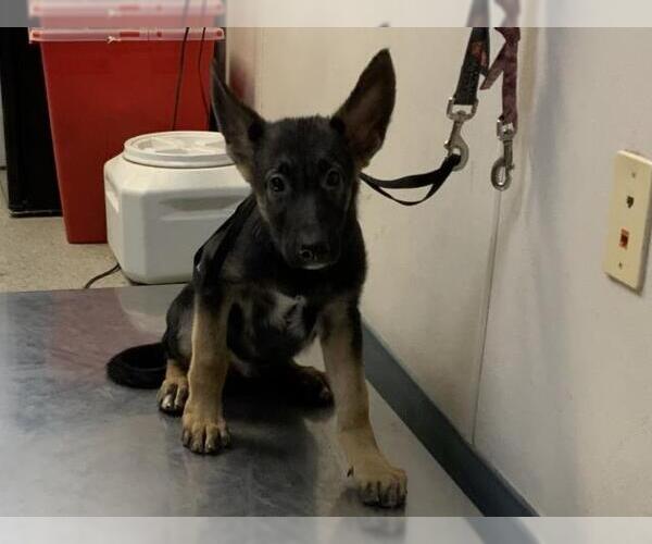Medium Photo #1 German Shepherd Dog-Unknown Mix Puppy For Sale in Visalia, CA, USA