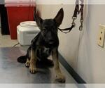 Small German Shepherd Dog Mix
