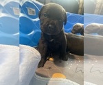 Puppy Latto Cane Corso