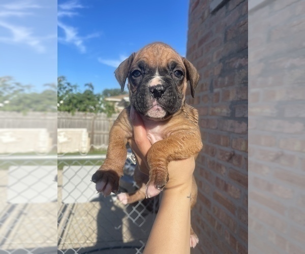 Medium Photo #1 Boxer Puppy For Sale in OAK LAWN, IL, USA