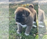 Puppy Puppy 2 Akita