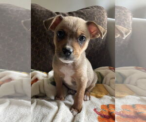 Mutt Dogs for adoption in Plainfield, IL, USA