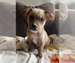 Small Mutt