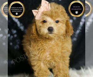 Poodle (Miniature) Puppy for sale in WARSAW, IN, USA