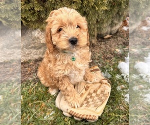 Cockapoo (Miniature) Puppy for sale in MIDDLEBURY, IN, USA