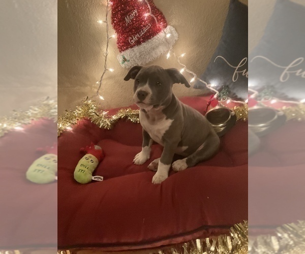 Medium Photo #2 American Bully Puppy For Sale in LUBBOCK, TX, USA