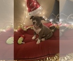 Small Photo #2 American Bully Puppy For Sale in LUBBOCK, TX, USA