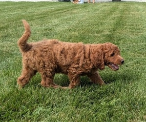 Irish Doodle-Poodle (Miniature) Mix Puppy for sale in GOSHEN, IN, USA