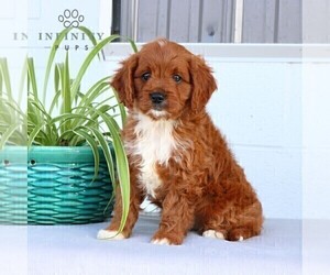 Cavapoo Puppy for sale in BIRD IN HAND, PA, USA
