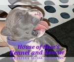 Small Photo #4 American Pit Bull Terrier Puppy For Sale in DELAWARE, OH, USA