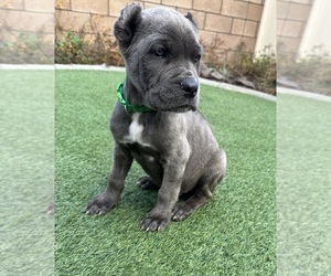 Cane Corso Puppy for Sale in MORENO VALLEY, California USA