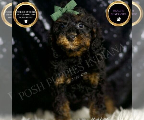 Medium Photo #14 Poodle (Toy) Puppy For Sale in WARSAW, IN, USA