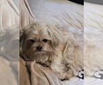 Small Photo #1 Dachshund-Shorkie Tzu Mix Puppy For Sale in WILMINGTON, NC, USA