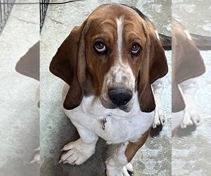 Mother of the Basset Hound puppies born on 01/23/2026