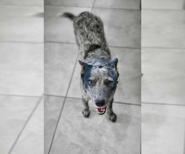 Medium Photo #1 Mutt Puppy For Sale in Paso Robles, CA, USA