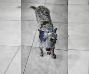 Mutt Dogs for adoption in Paso Robles, CA, USA