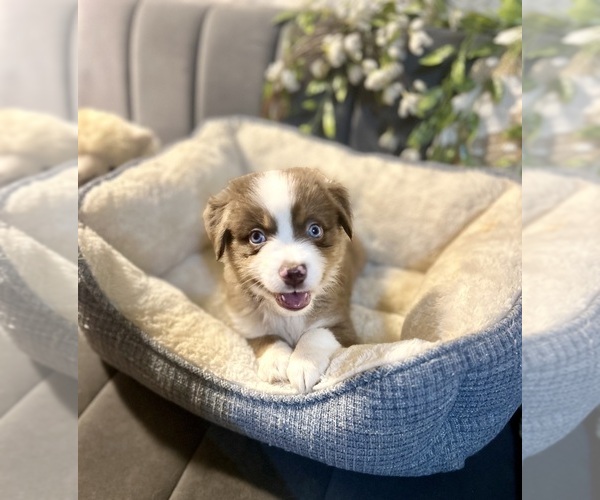 Medium Photo #3 Australian Shepherd Puppy For Sale in LUMBERTON, TX, USA