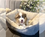 Small Photo #22 Australian Shepherd Puppy For Sale in LUMBERTON, TX, USA