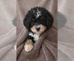 Puppy Luna Bernedoodle