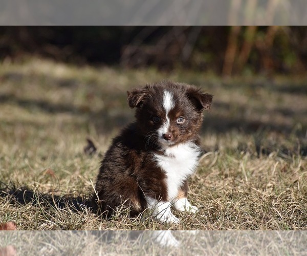 Medium Photo #8 Miniature American Shepherd Puppy For Sale in PALM COAST, FL, USA