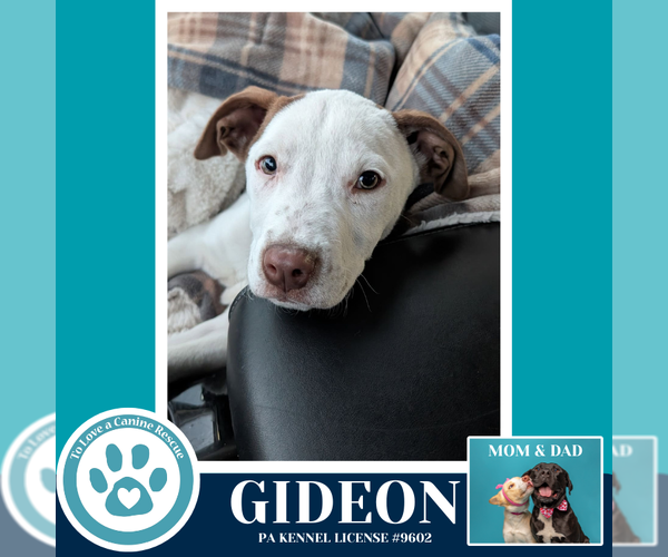 Medium Photo #3 Labrador Retriever-Unknown Mix Puppy For Sale in Kimberton, PA, USA