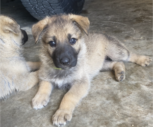 German Shepherd Dog Puppy for sale in JACKSONVILLE, IL, USA
