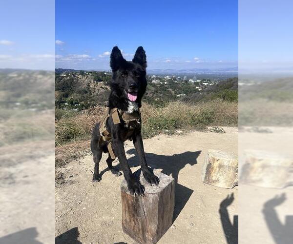 Medium Photo #1 German Shepherd Dog Puppy For Sale in Pasadena, CA, USA