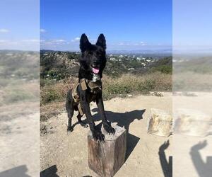 German Shepherd Dog Dogs for adoption in Pasadena, CA, USA
