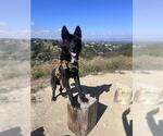 Small German Shepherd Dog