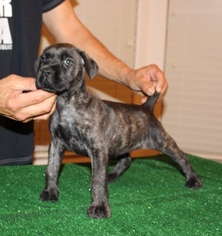 View Ad Cane Corso Litter Of Puppies For Sale Near