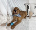 Small Golden Retriever
