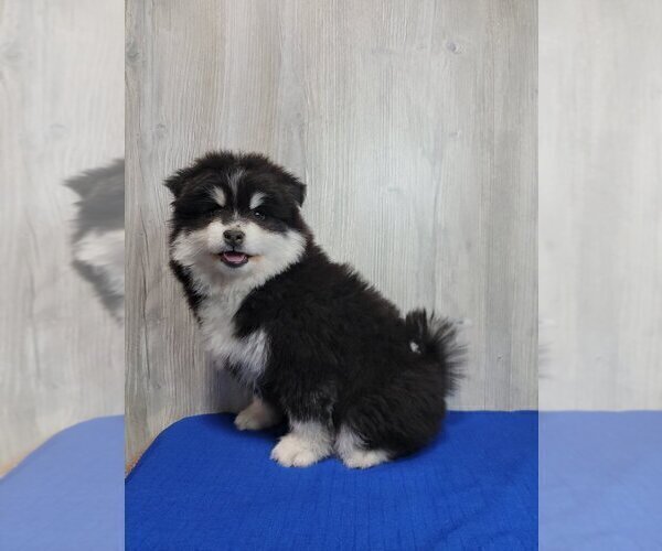 Medium Photo #6 Pomsky Puppy For Sale in BELLEVUE, IA, USA