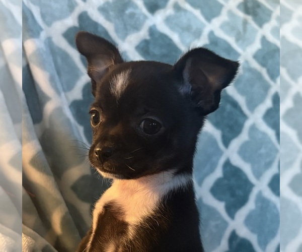 Medium Photo #1 Chihuahua Puppy For Sale in EAU CLAIRE, WI, USA