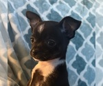 Small Chihuahua