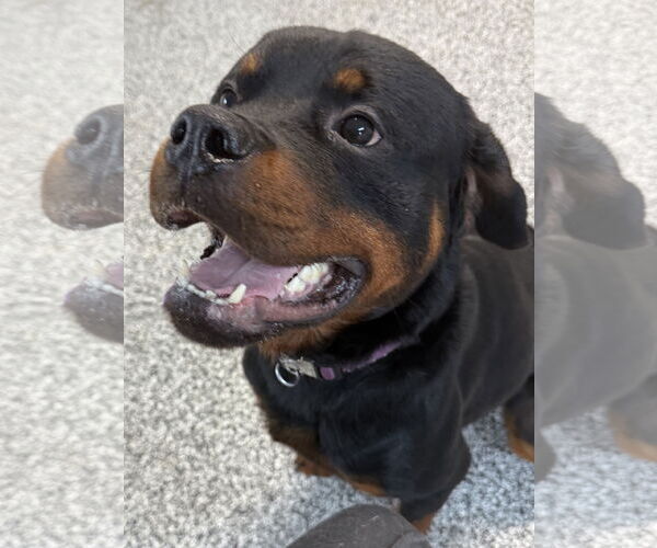 Medium Photo #12 Rottweiler Puppy For Sale in Mooresville, NC, USA