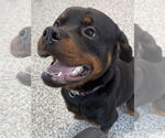 Small #11 Rottweiler