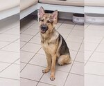 Small Photo #2 German Shepherd Dog Puppy For Sale in McDonough, GA, USA