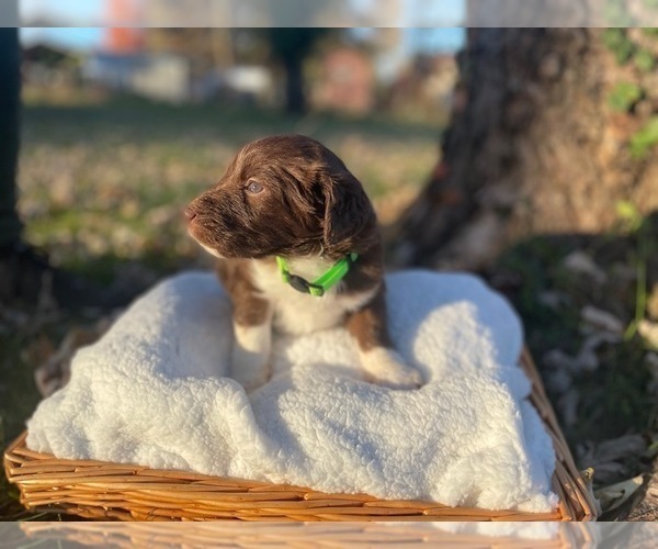 Medium Photo #4 Australian Labradoodle Puppy For Sale in PEA RIDGE, AR, USA