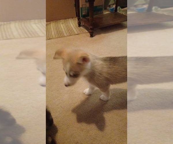 Medium Photo #2 Gerberian Shepsky Puppy For Sale in EDMORE, MI, USA