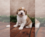 Small #2 Cavapoo (Toy)