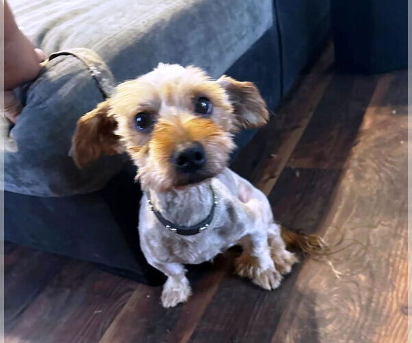 Medium Photo #5 Mutt Puppy For Sale in Rootstown, OH, USA