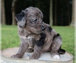 Small Photo #10 Aussiedoodle Puppy For Sale in LEXINGTON, AL, USA