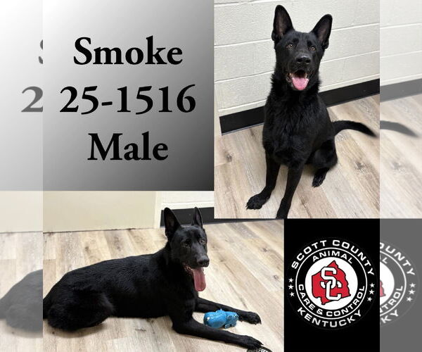 Medium Photo #1 Mutt Puppy For Sale in Georgetown, KY, USA