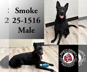 Mutt Dogs for adoption in Georgetown, KY, USA