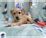 Small #3 Goldendoodle