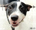 Small #2 Labrador Retriever Mix