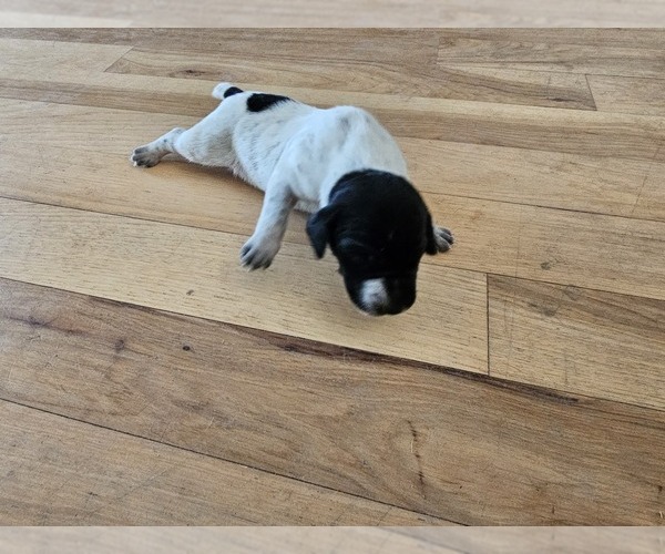Medium Photo #3 German Shorthaired Pointer Puppy For Sale in EVANSVILLE, WY, USA