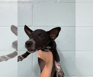 Chihuahua-Unknown Mix Dogs for adoption in Temple, TX, USA