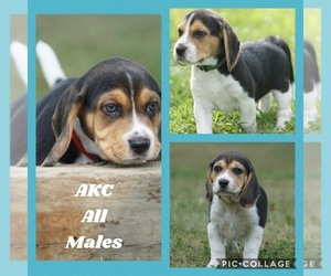 Beagle Puppy for sale in W MIDDLESEX, PA, USA