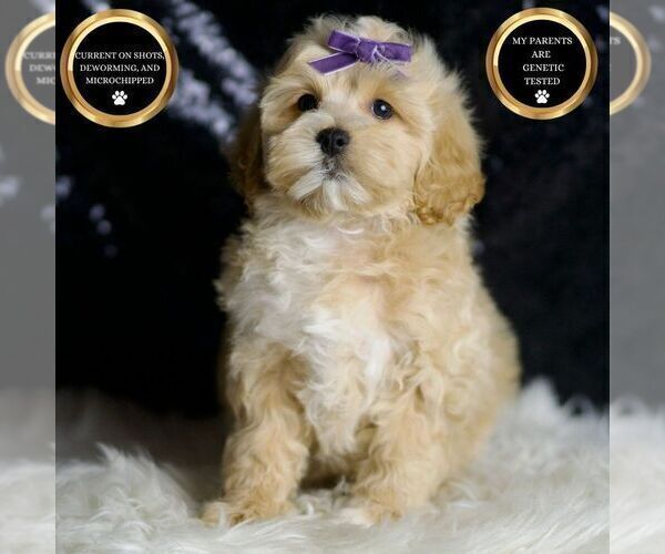 Medium Photo #5 Maltipoo Puppy For Sale in WARSAW, IN, USA